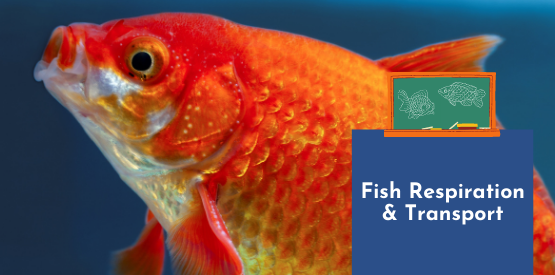 Fish Learning Fridays | Fish Respiration and Transport