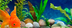 les aquariums d’eau douce thumbnail