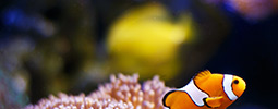 les aquariums d’eau salée thumbnail
