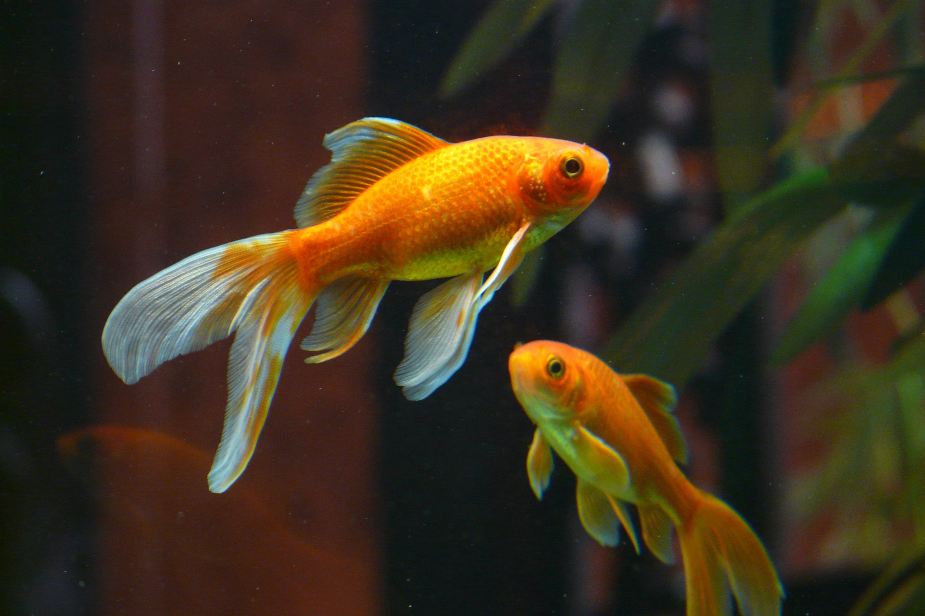 Goldfish swimming in an aquarium